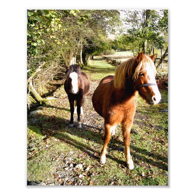 IMPRESSION PHOTO CHEVAUX (Devant)