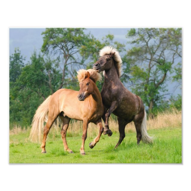 Impression Photo Chevaux islandais amusant Jouer à l'élevage papier (Devant)