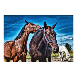 Impression Photo Chevaux mignons Hors Brown-noir-blanc Ranch, Paddo