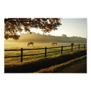 Impression Photo Chevaux pâturant dans le pâturage du lever du so