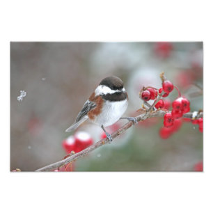 Impression Photo Chickadee dans la neige en baisse avec les baies