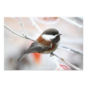 Impression Photo Chickadee en hiver