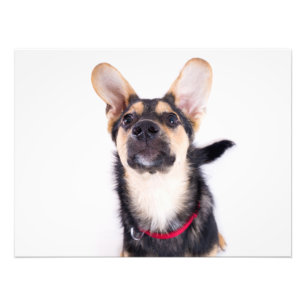 Impression Photo Chien amusant chiot