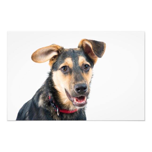 Impression Photo Chien amusant chiot (Devant)