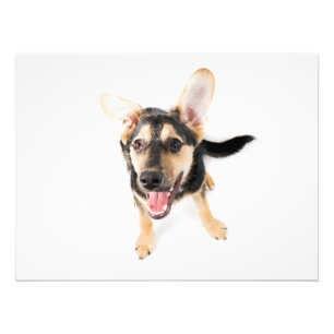 Impression Photo Chien amusant chiot