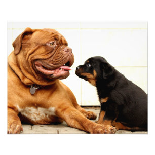 Impression Photo Chien chiot rotweiler aspirant
