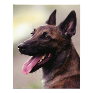 Impression Photo Chien de chien de berger malinois portraits de chi