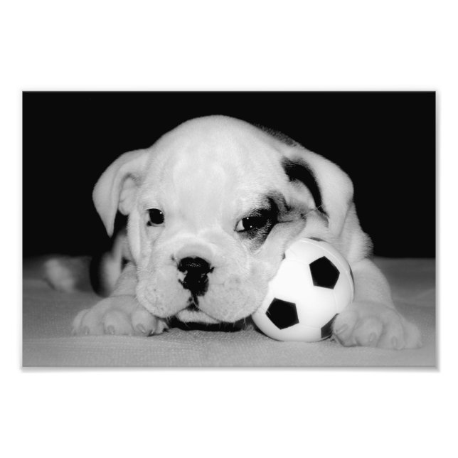 Impression Photo Chien de taule anglais "Soccer Puppy" (Devant)