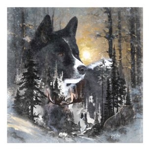 Impression Photo Chien d'ours karélien