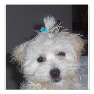 Impression Photo Chien maltais