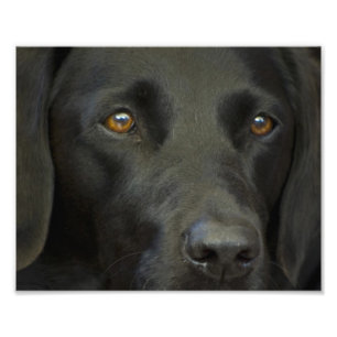Impression Photo Chien noir du Labrador