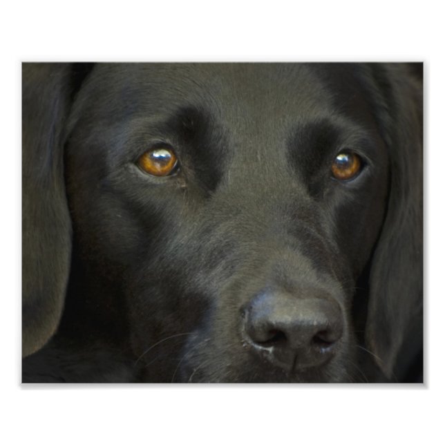Impression Photo Chien noir du Labrador (Devant)