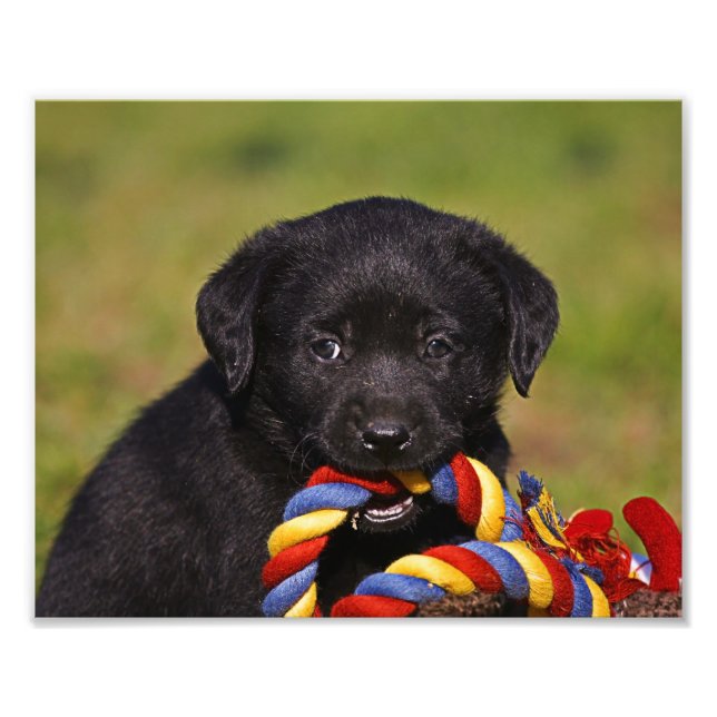 Impression Photo chien noir Labrador Retriever Chipe Photo-poster (Devant)