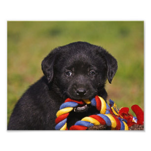 Impression Photo Chien noir Labrador Retriever Welpe Photo-affiche