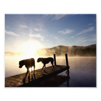 Impression Photo Chiens de boxe sur Foggy Dock