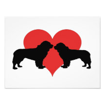 chiens de Terre-Neuve