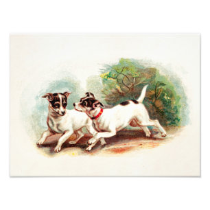 Impression Photo Chiens vintages de Fox Terrier de 1800s - modèle