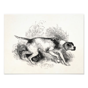 Impression Photo Chiens vintages d'indicateurs de 1800s de chien de