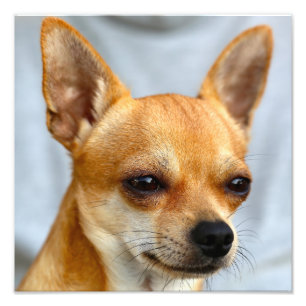 Impression Photo Chihuahua