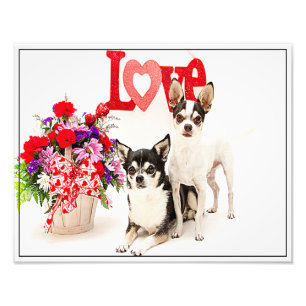 Impression Photo Chihuahua's, Fleurs et Amour