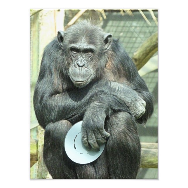 IMPRESSION PHOTO CHIMPANZEE (Devant)