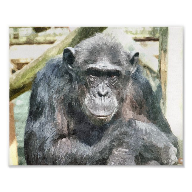 IMPRESSION PHOTO CHIMPANZÉS (Devant)