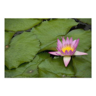 Impression Photo Chine, Hong Kong, Nouveaux territoires. Chi Lin