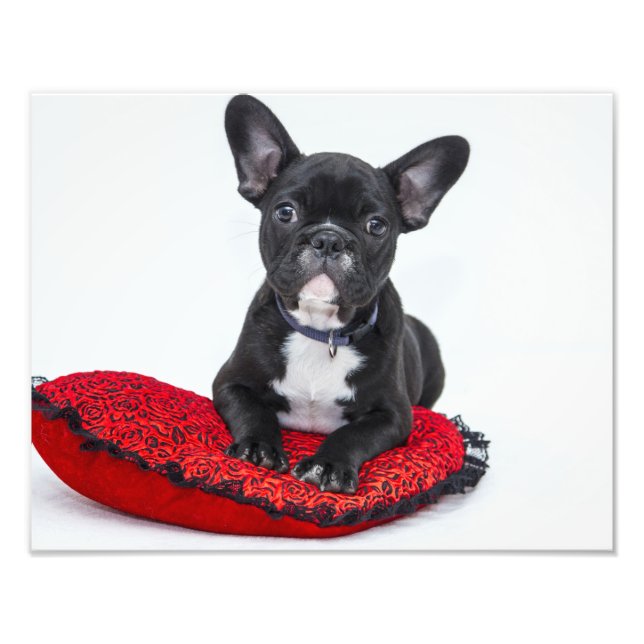 Impression Photo Chiot (Devant)