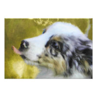 Chiot australien 1