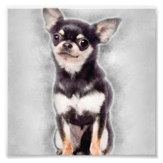 Impression Photo Chiot Chihuahua Assis | Décor Animal Mignon