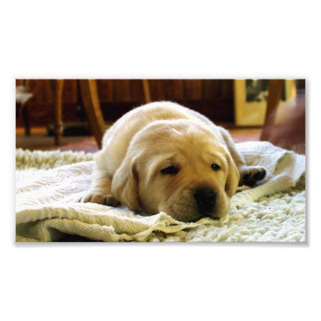 Impression Photo chiot jaune 2 labo (Devant)