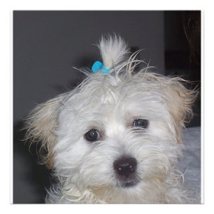 Impression Photo Chiot maltais