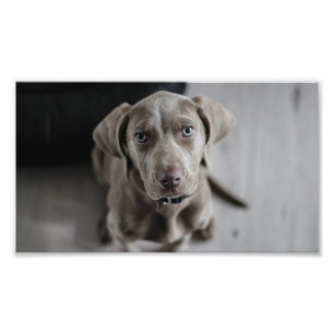 Impression Photo chiot weimaraner