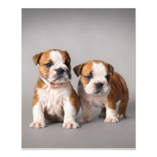 Impression Photo Chiots Bouledogue Anglais   Couple Mignon Bouledog
