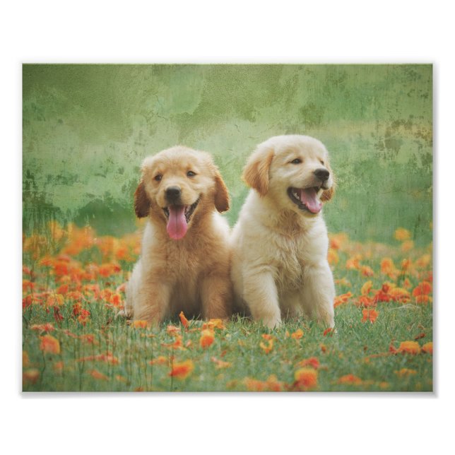 Impression Photo Chiots de Golden Retriever (Devant)