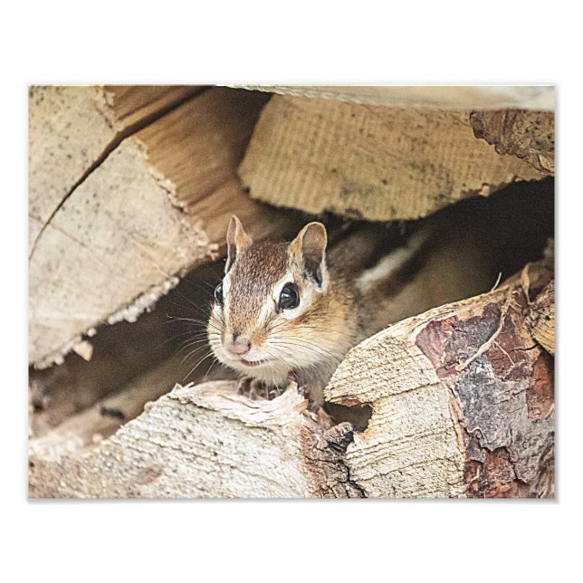 Impression Photo Chipmunk dans une pile de bois (Devant)