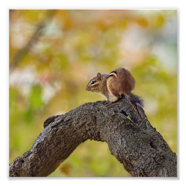 Impression Photo Chipmunk d'Autumn (Devant)