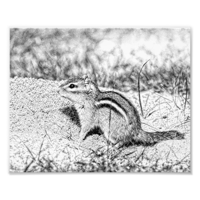 Impression Photo Chipmunk Sketch (Devant)