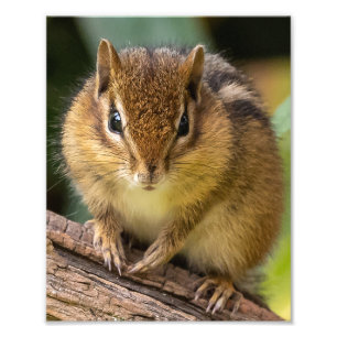 Impression Photo Chipmunk Stare