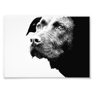 Impression Photo Chocolat Lab Pit Mix Chien en noir et blanc