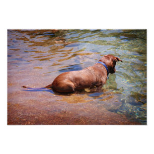 Impression Photo Chocolat Lab Pit Mix Chien Natation 10