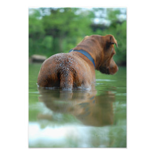 Impression Photo Chocolat Lab Pit Mix Chien Natation 4