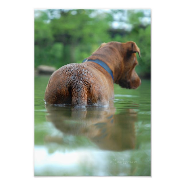 Impression Photo Chocolat Lab Pit Mix Chien Natation 4 (Devant)