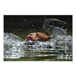 Impression Photo Chocolat Lab Pit Mix Chien Natation 5