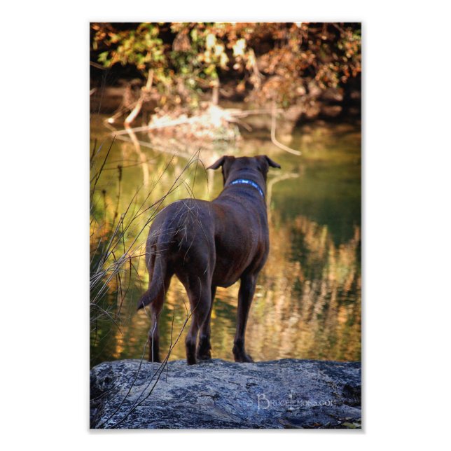 Impression Photo Chocolat Lab Pit Mix Chien Serene (Devant)
