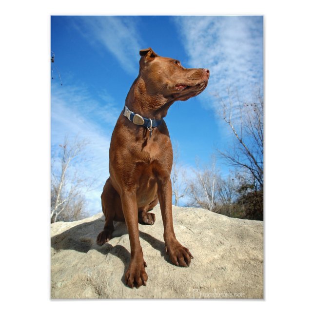 Impression Photo Chocolat Lab Pit Mix Portrait de chien 6 (Devant)