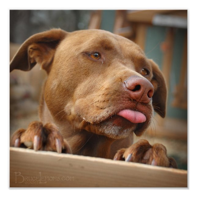 Impression Photo Chocolat mignon Lab Pit Mix Chien (Devant)