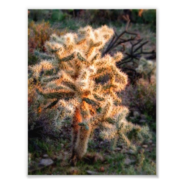 Impression Photo Cholla brillante (Devant)