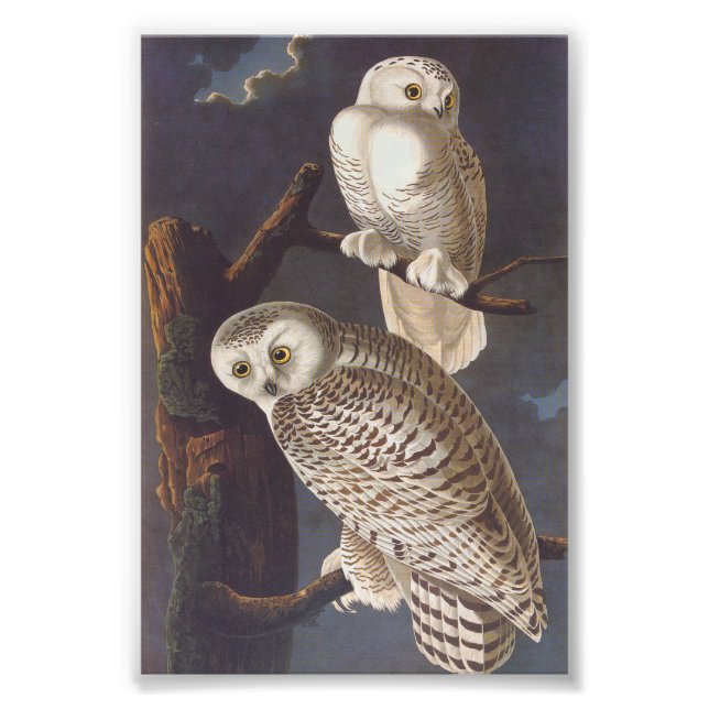 Impression Photo Chouette blanche neige à la nuit Audubon Art Vinta (Devant)