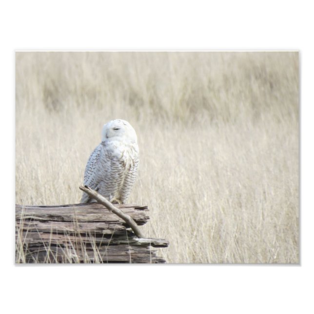 Impression Photo Chouette des neiges (Devant)